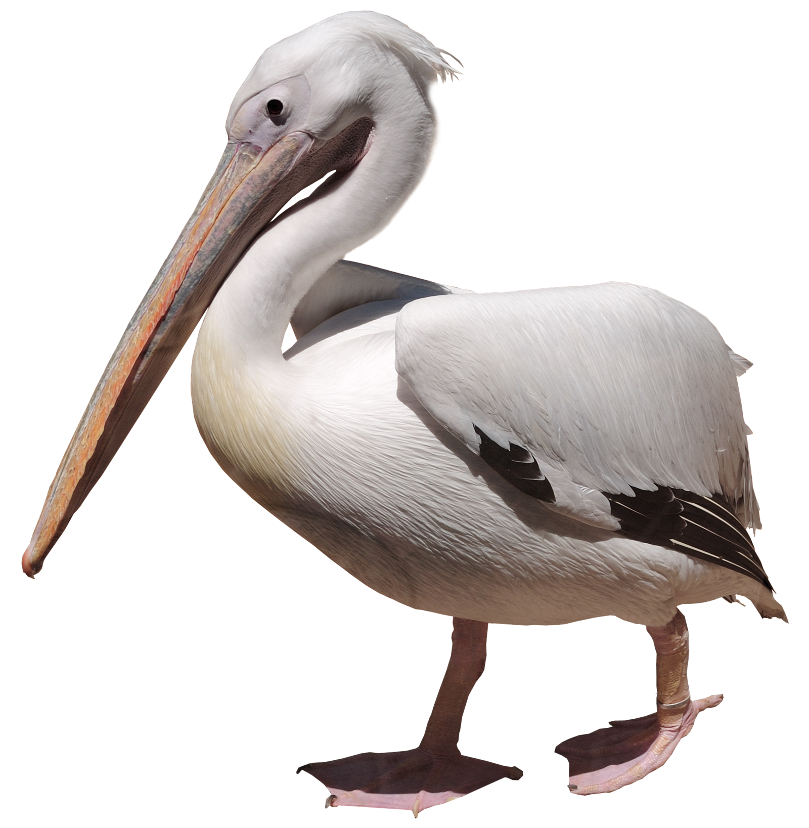 Gambar PNG Pelican