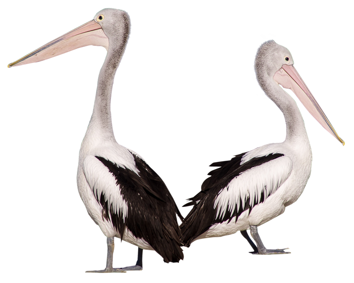 Pelican Fondo Transparente PNG