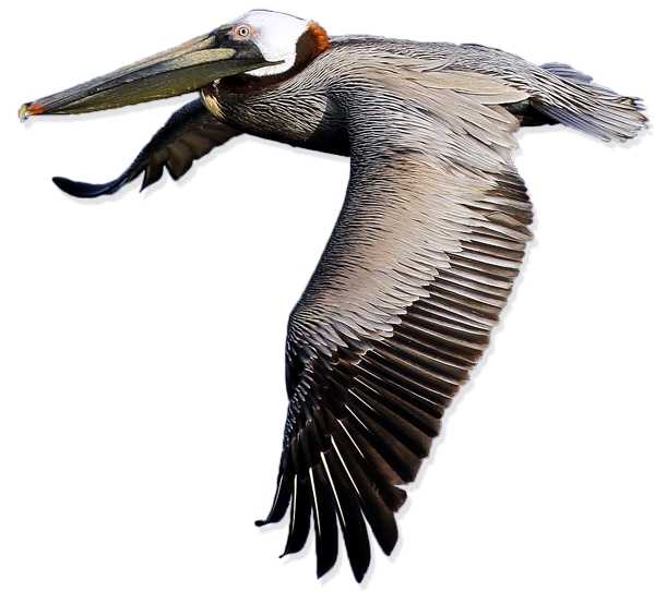Pelican Transparent Images
