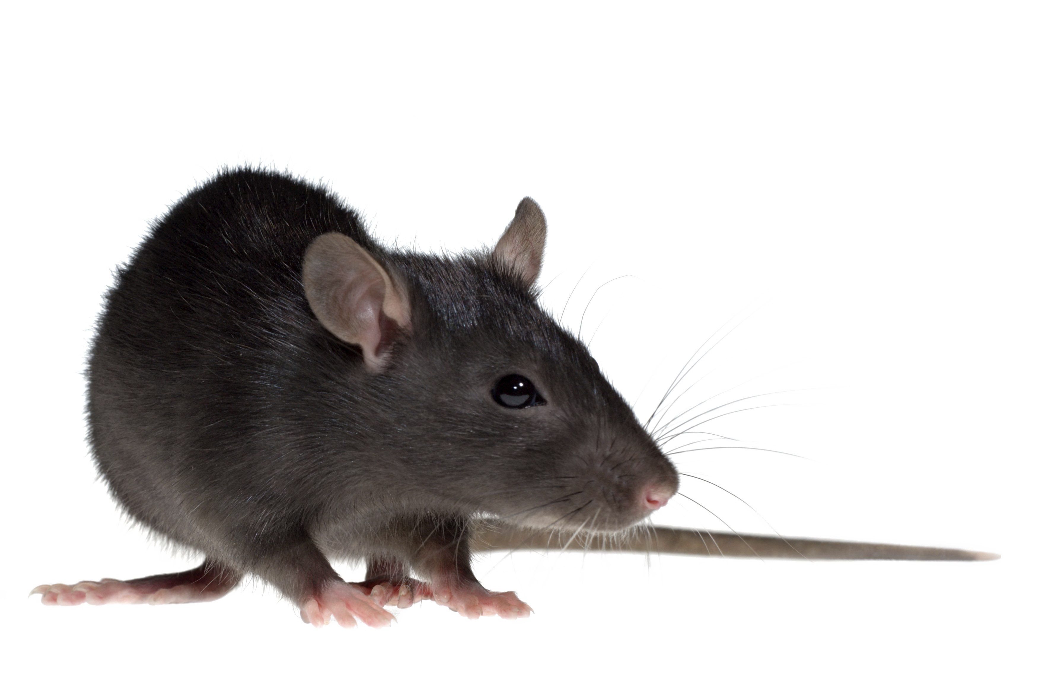 الفئران تحميل صورة PNG