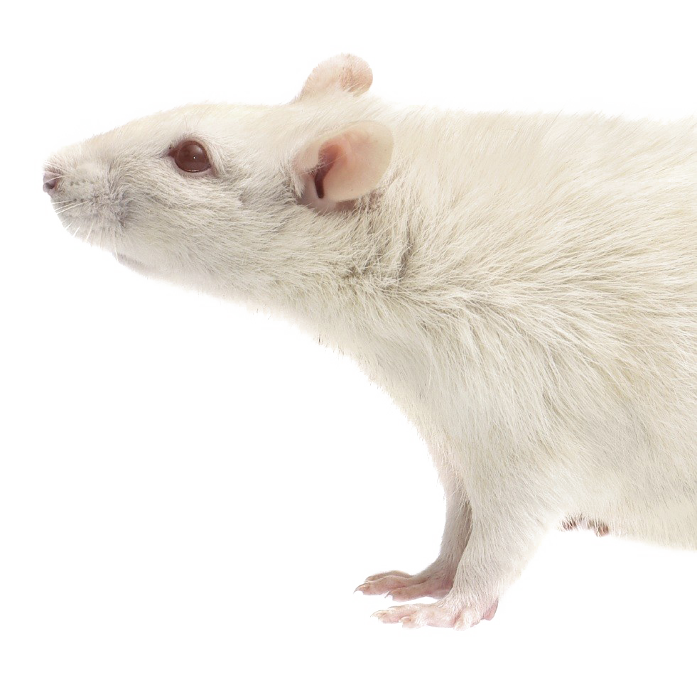 Rat Download Transparent PNG Image