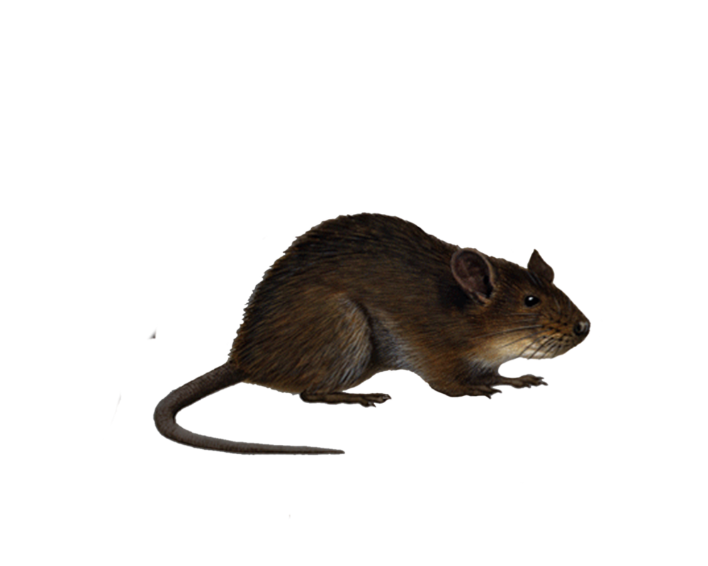 Rat Free PNG Image