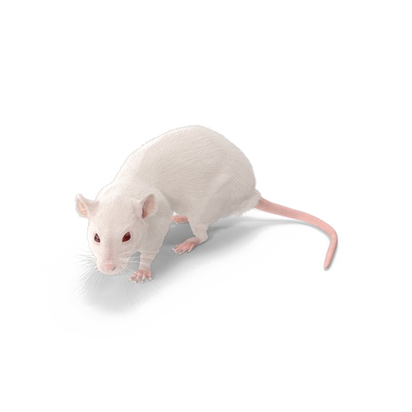 Rat PNG Background Image