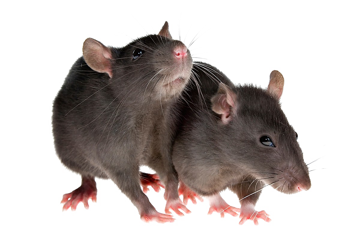 الفئران PNG صورة شفافة