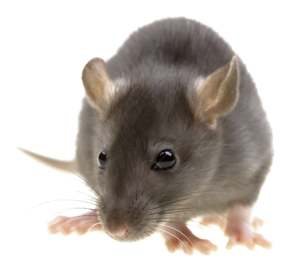 Imagem de rato PNG com fundo transparente