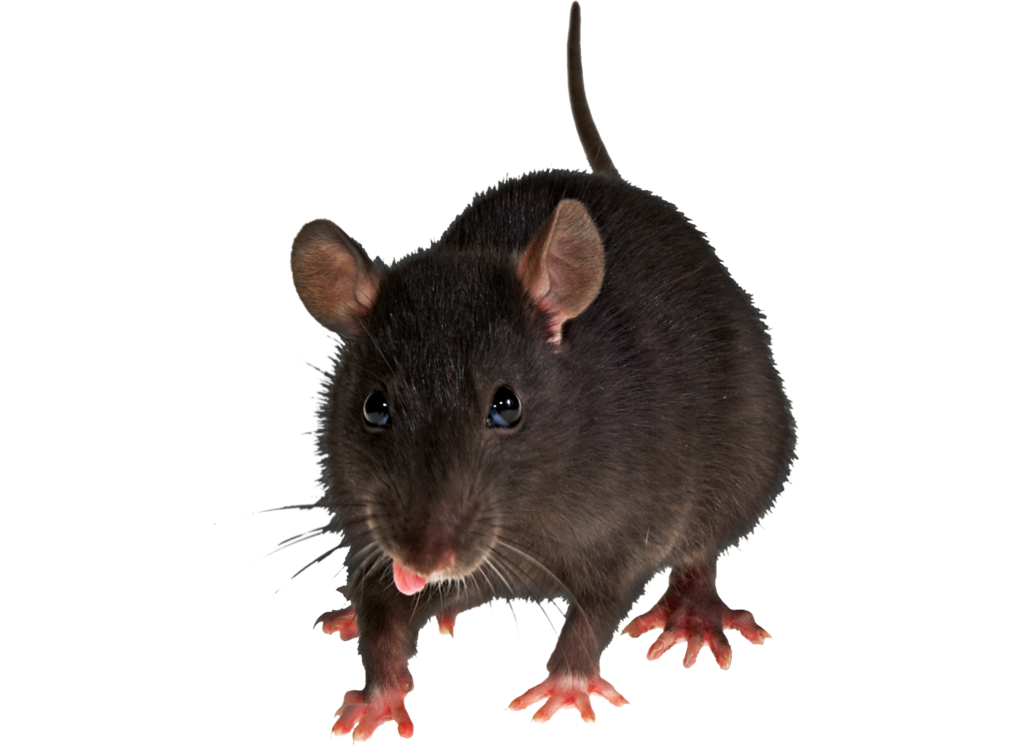 Rat PNG Pic