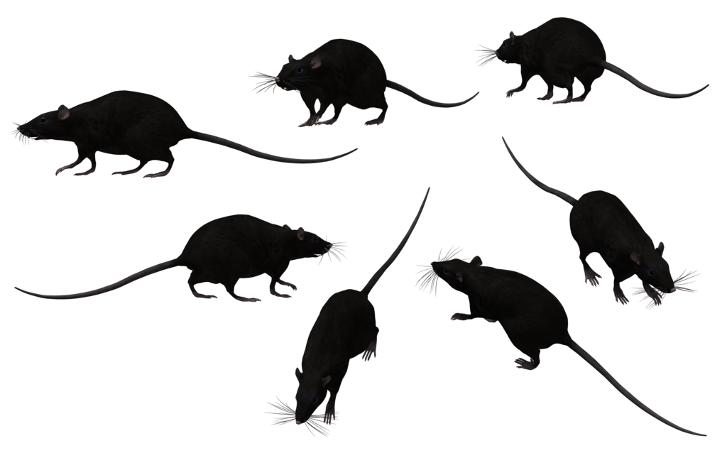RAT PNG imagen Transparente