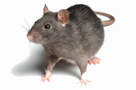 Imagens transparentes de rato