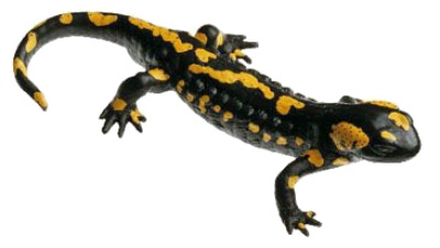 Salamander PNG Gambar Gratis