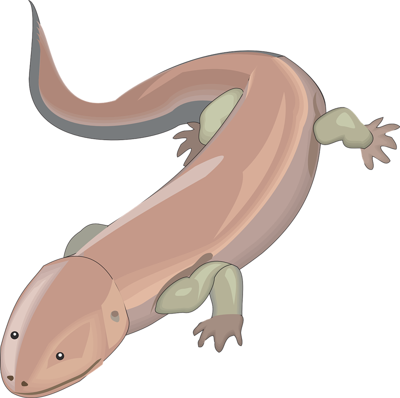 Immagine di sfondo di salamandra PNG