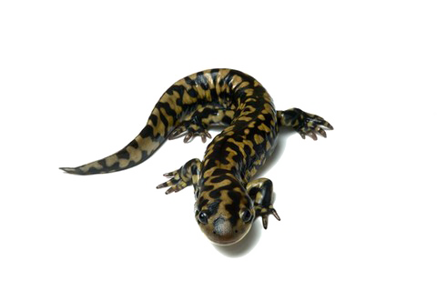 Salamander PNG Download Image