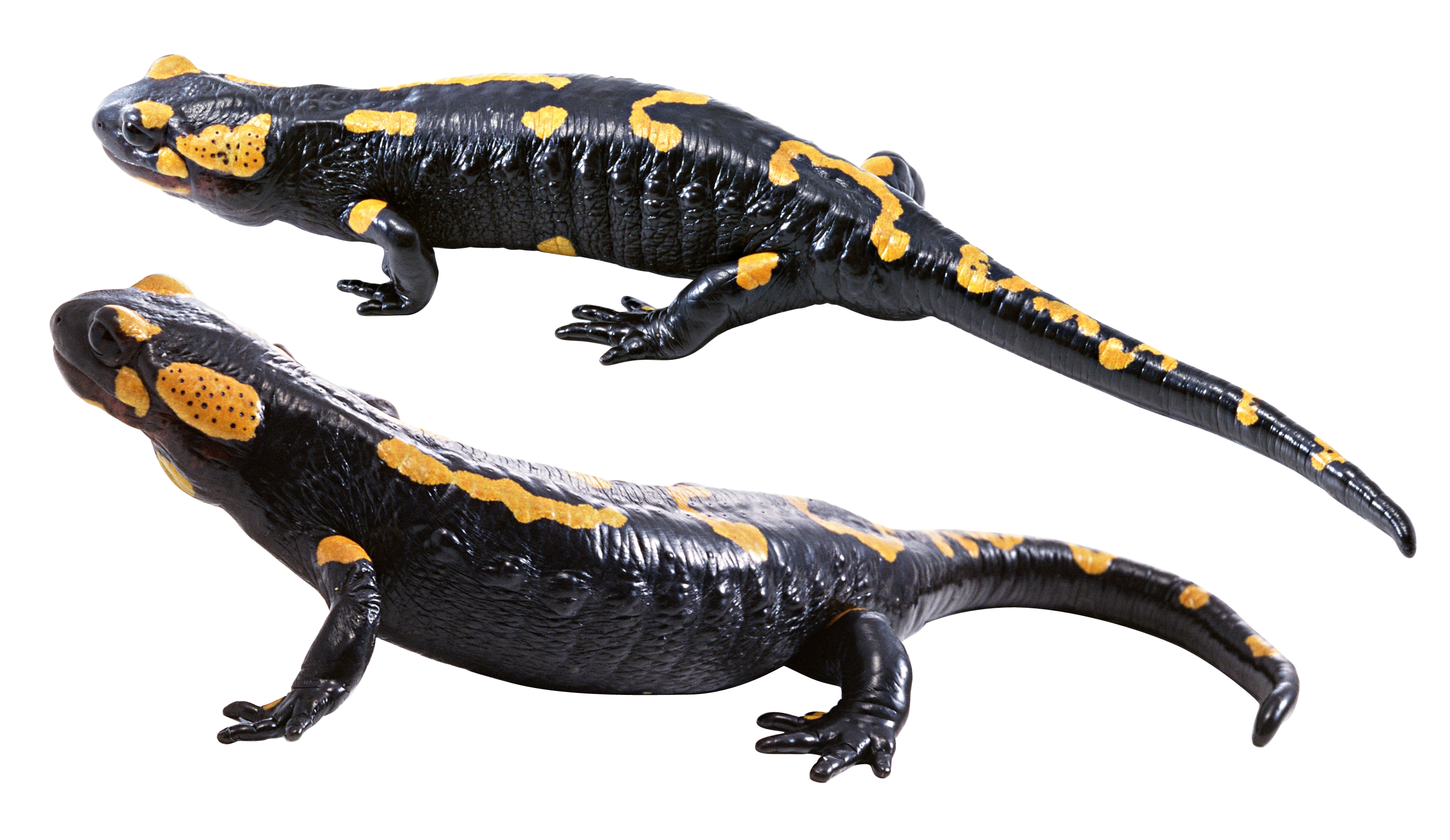 Salamander PNG 무료 다운로드
