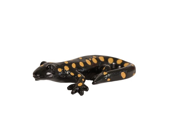 Salamander PNG High-Quality Image
