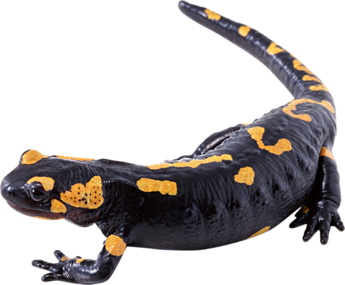 Salamander PNG Image Background