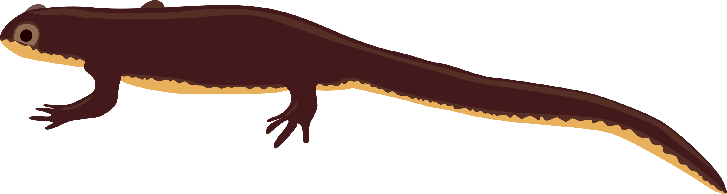 Salamander PNG Image