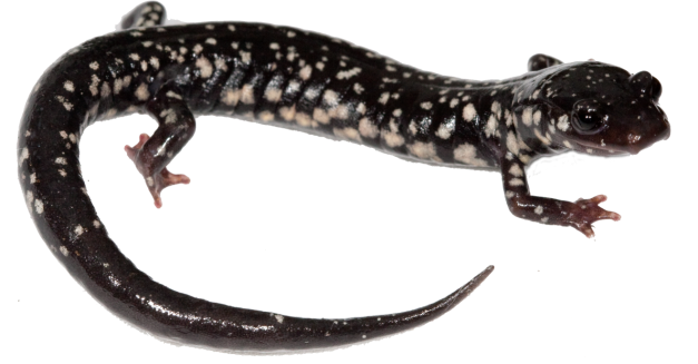 Salamander PNG Foto