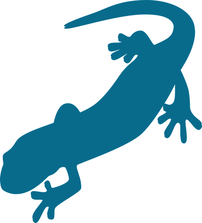 Salamander PNG Pic