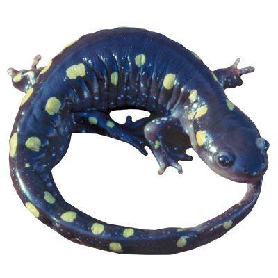 Salamander PNG Picture