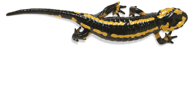Salamander Transparan Gambar