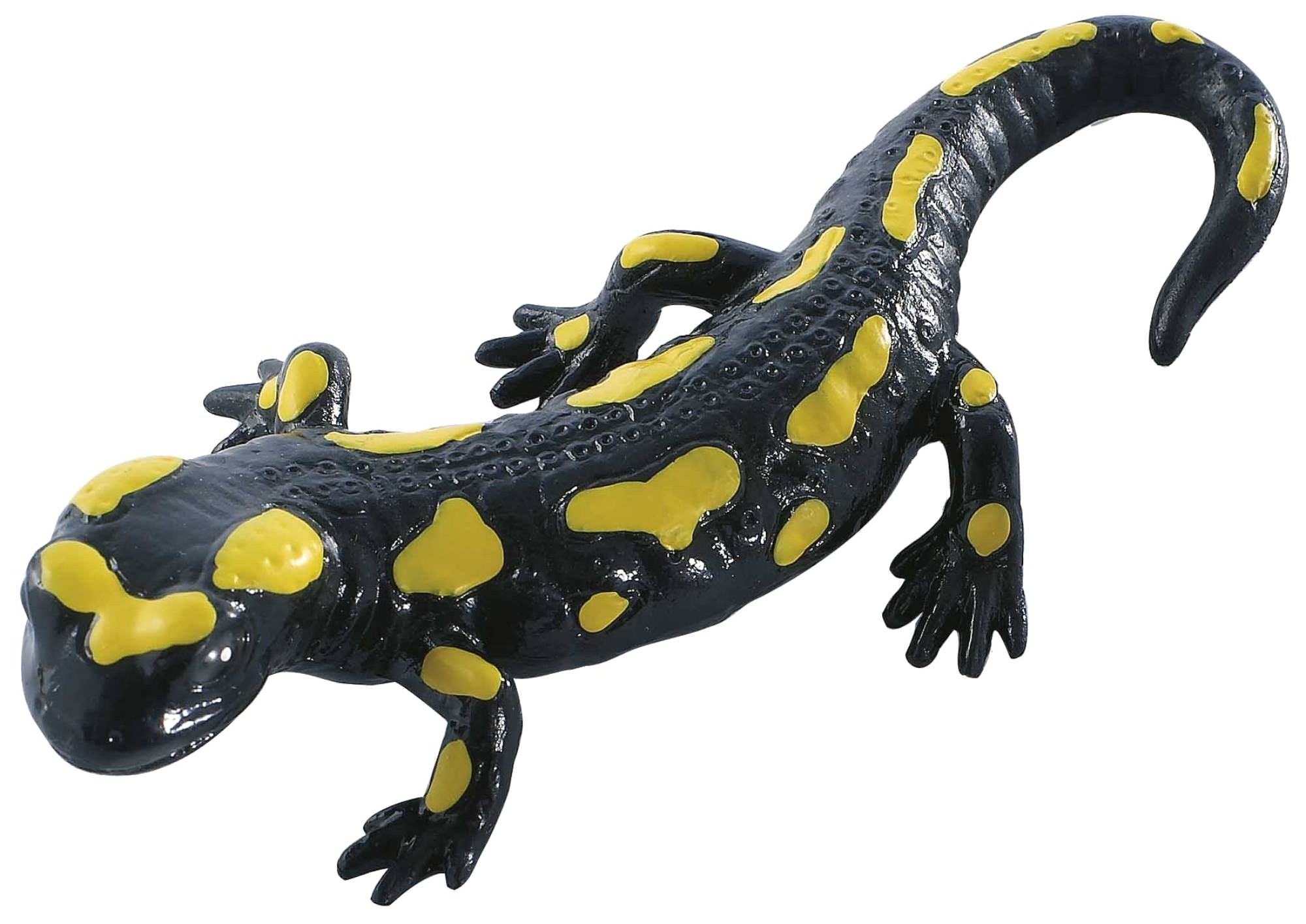Salamander Transparent Images