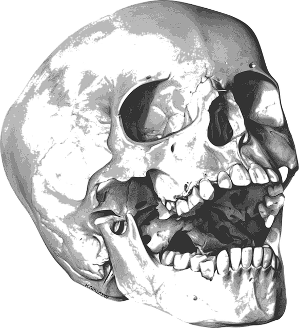 Skull Bones PNG Photo