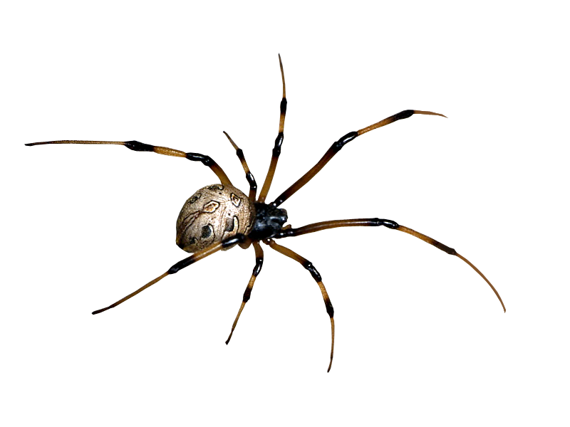 Spider Scarica limmagine PNG