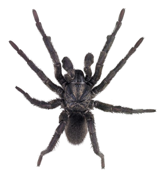 Spider Unduh Gambar PNG Transparan