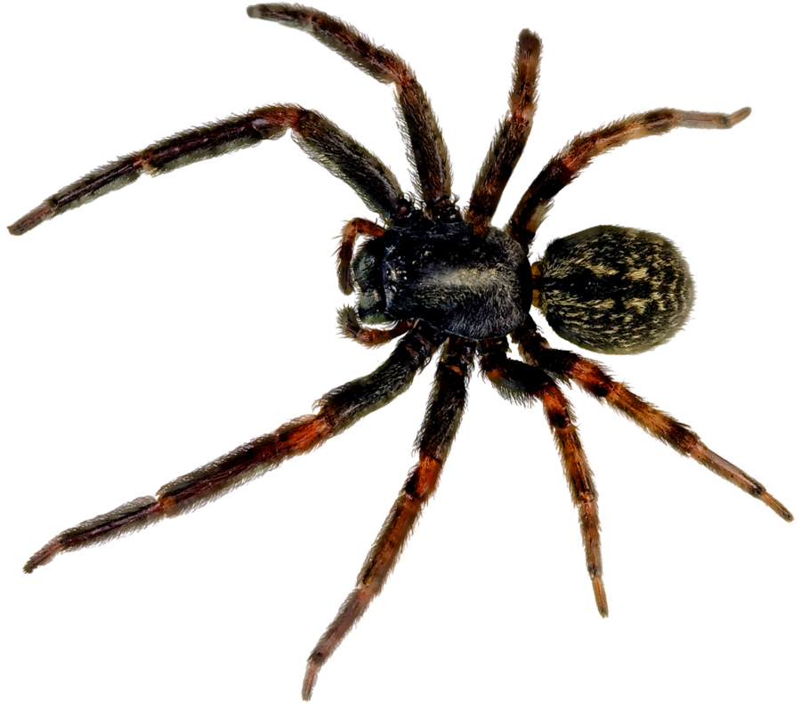 Spider PNG Image Transparent