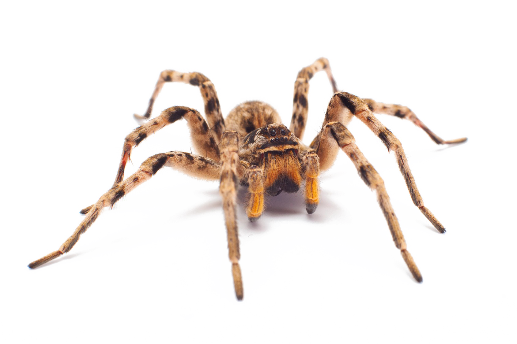 Image PNG araignée avec fond Transparent