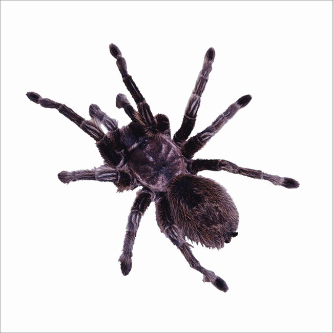 Spider PNG Gambar Transparan