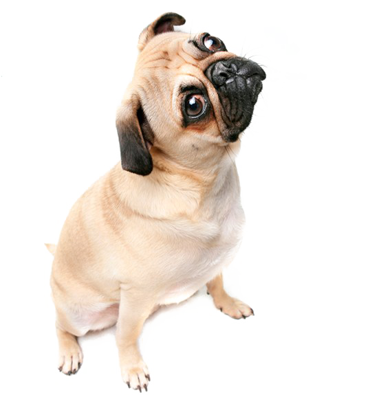 Thug Life Pug PNG Image With Transparent Background