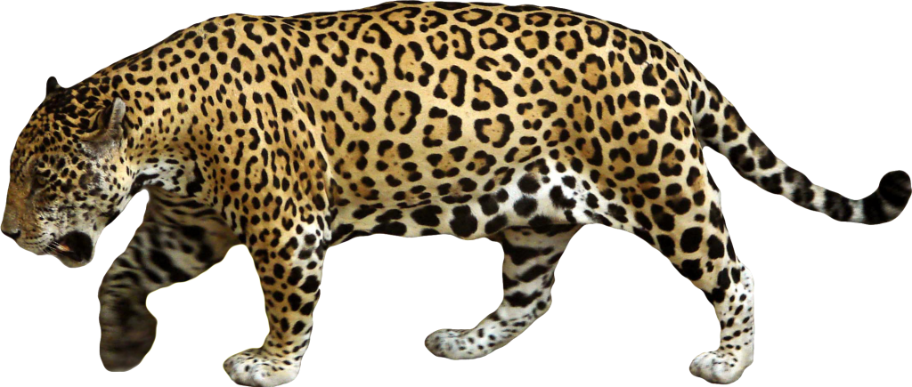 Animal Jaguar PNG Download Image