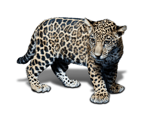 Animal Jaguar PNG Free Download