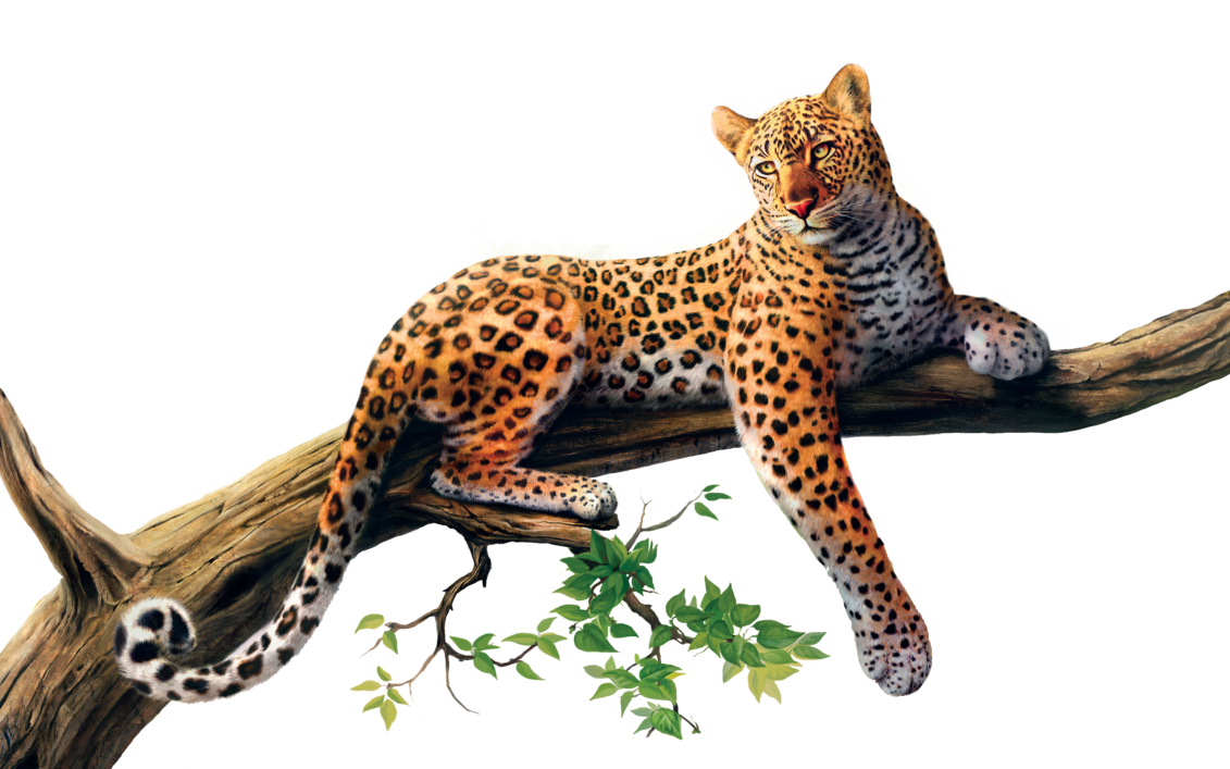Animal Jaguar PNG High-Quality Image