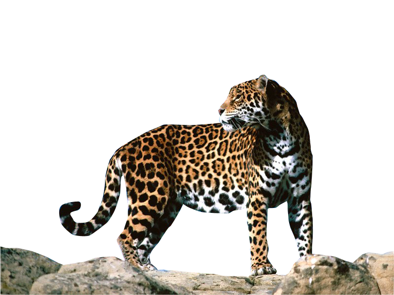 Animal Jaguar PNG Image Background
