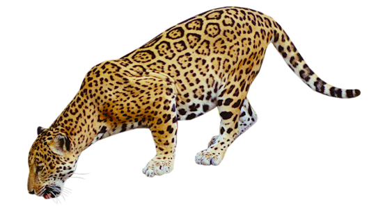 Animal Jaguar PNG Photo