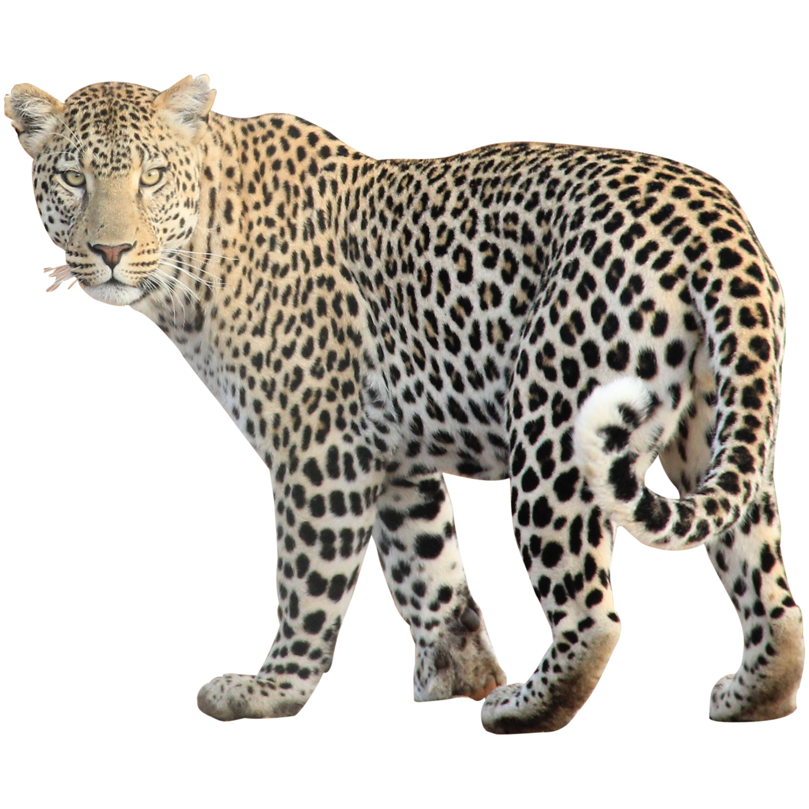 Animal Jaguar PNG Transparent Image