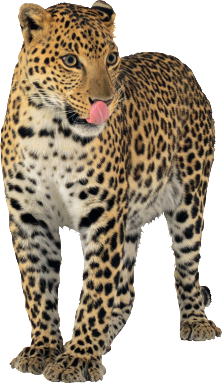 Animal Jaguar Transparent Image