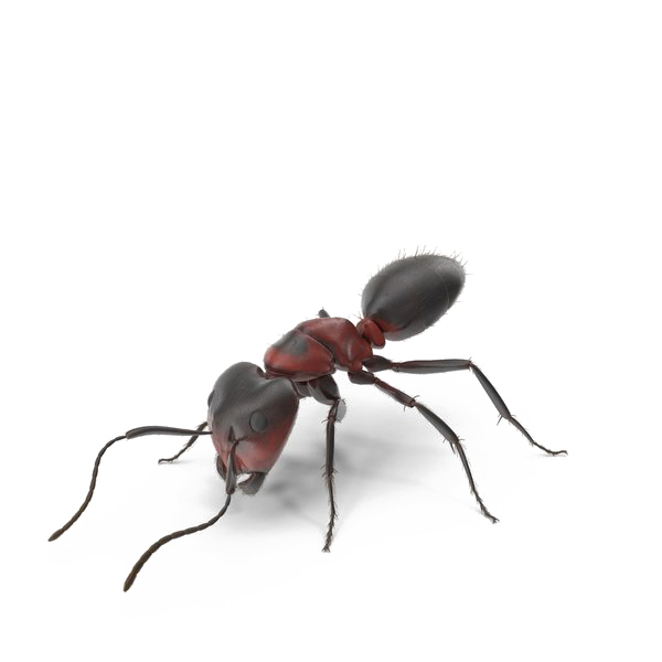 تحميل النملة صورة PNG شفافة