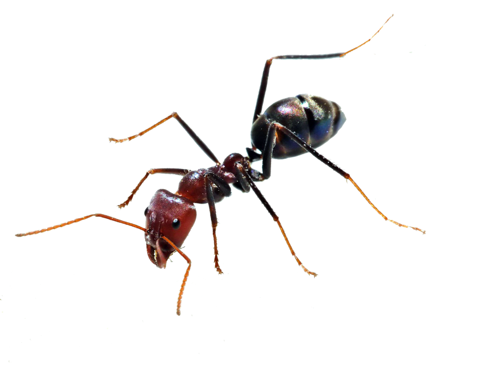 Ant ภาพ PNG ฟรี