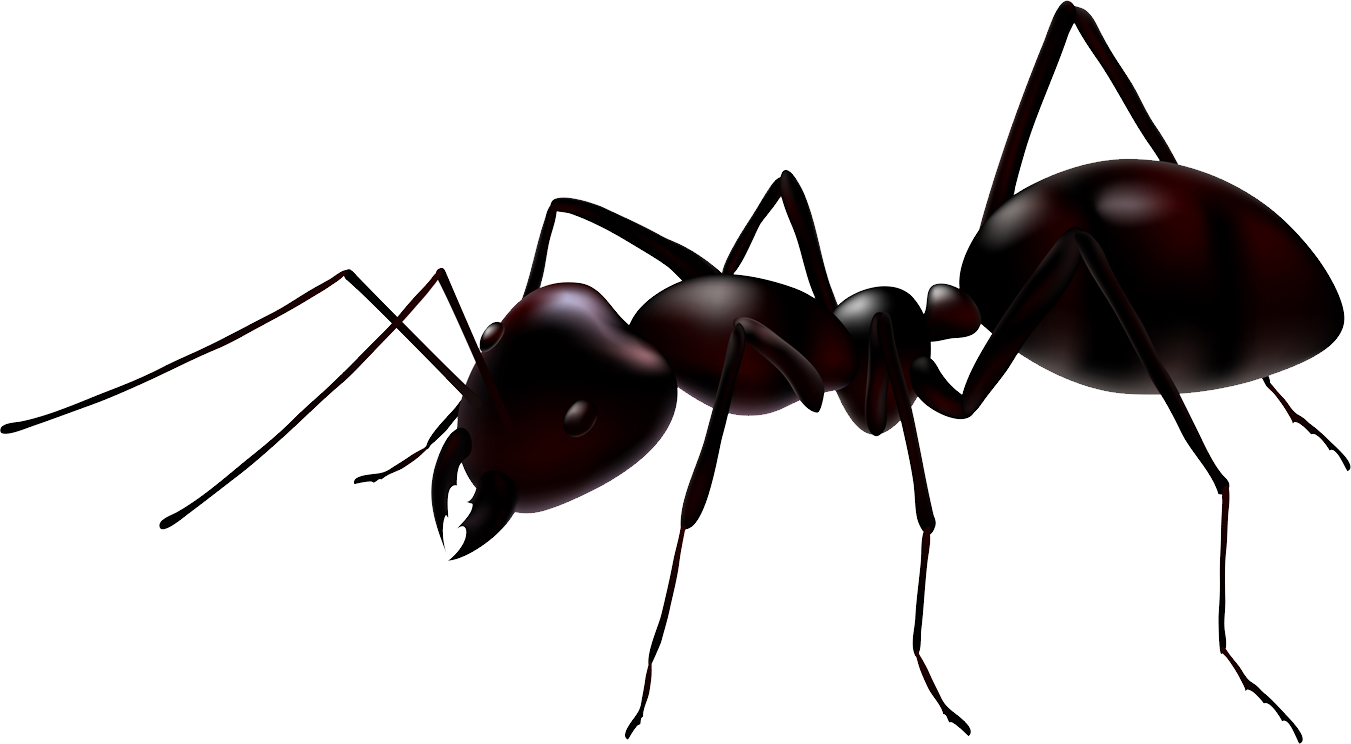 Ant PNG Download Image