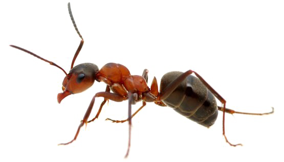 النمل PNG تحميل مجاني