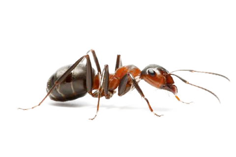 النمل PNG صورة عالية الجودة