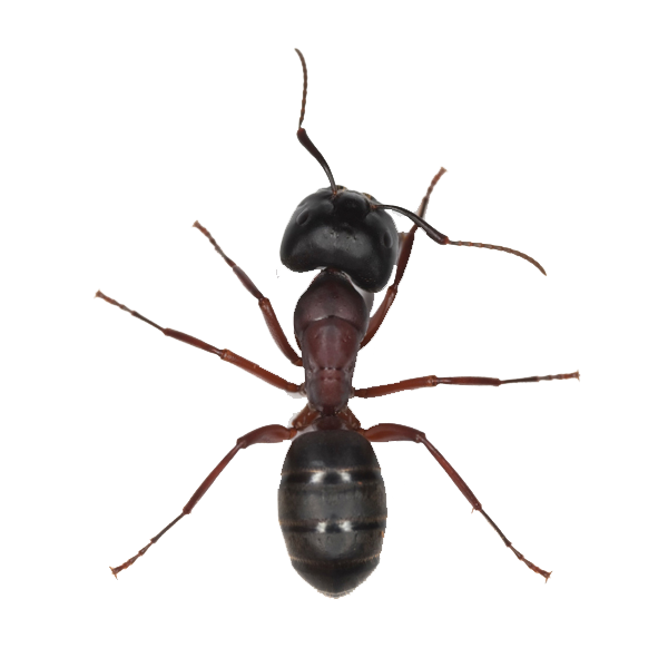 Ant PNG Image with Transparent Background