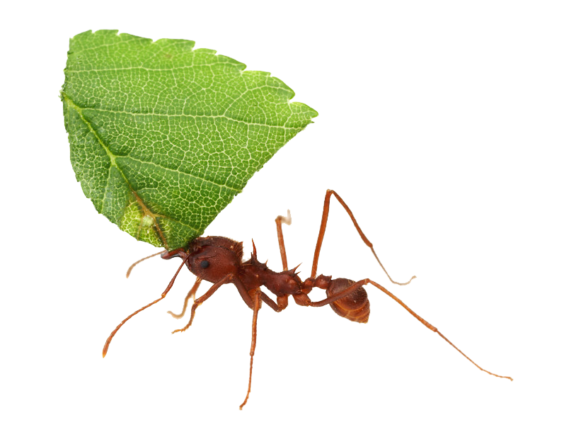 النمل خلفية شفافة PNG