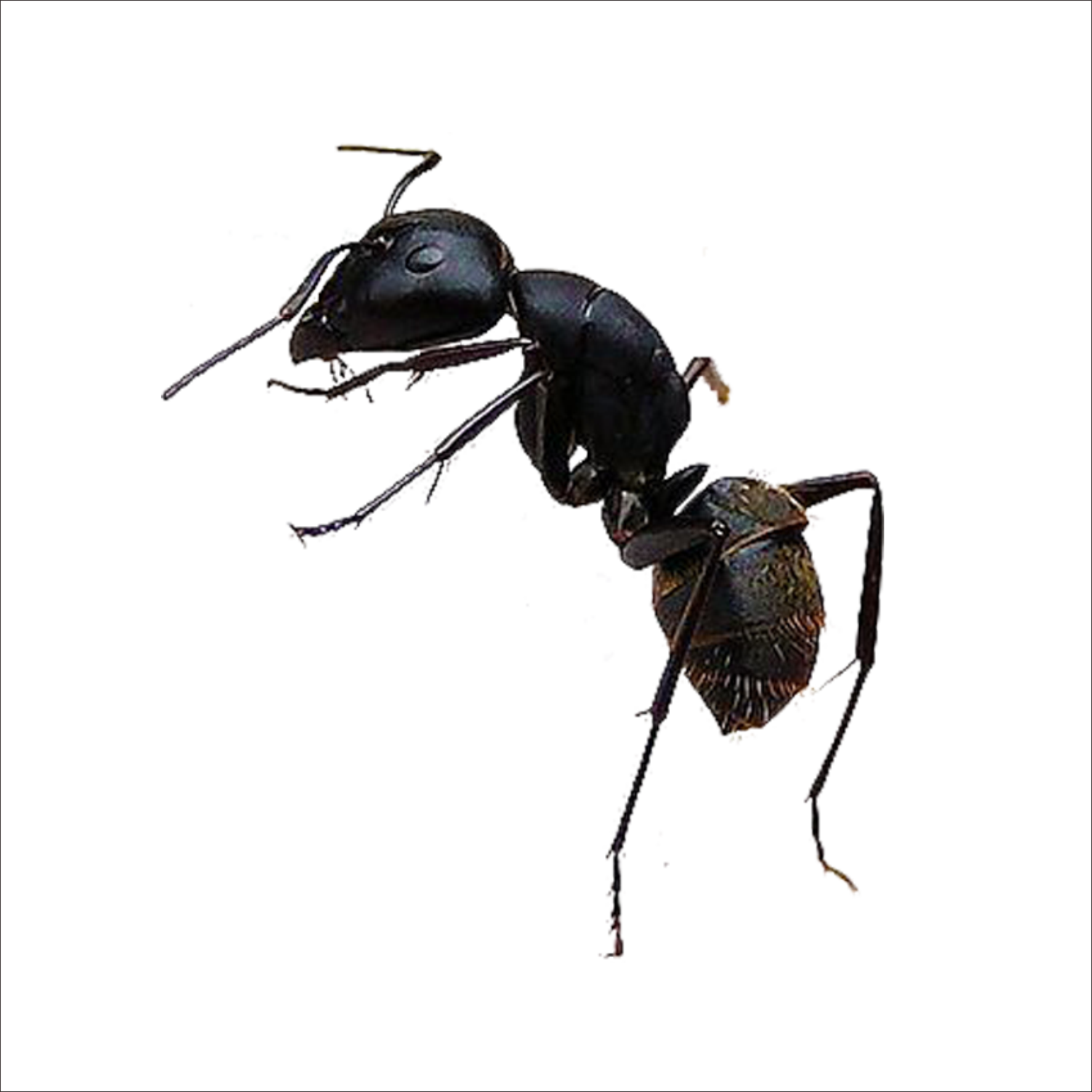 Imagens transparentes de formigas