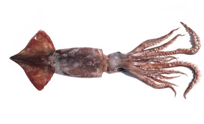 Antarctic Squid PNG High-Quality Image