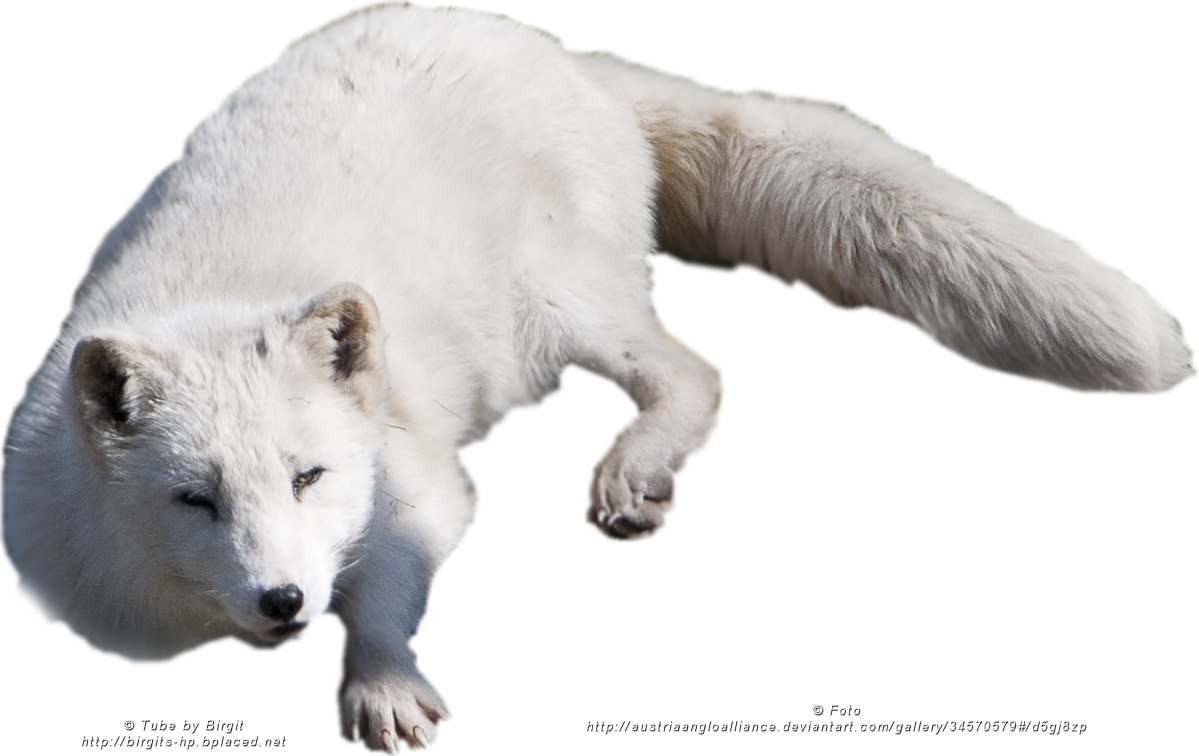 Arctic Fox Free PNG Image