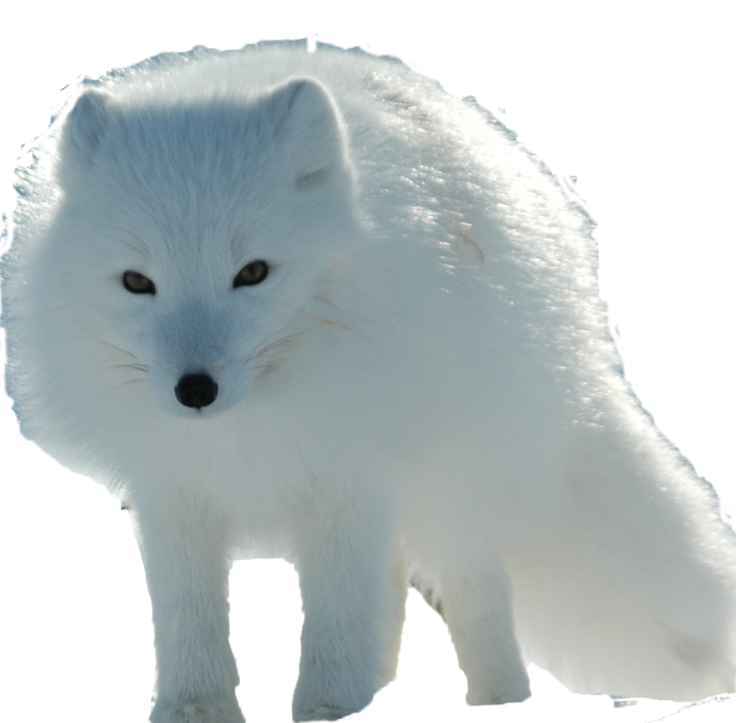 Arctic Fox PNG Gambar berkualitas tinggi