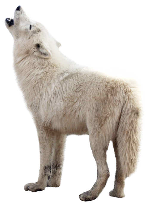 Arctic Fox PNG Image with Transparent Background